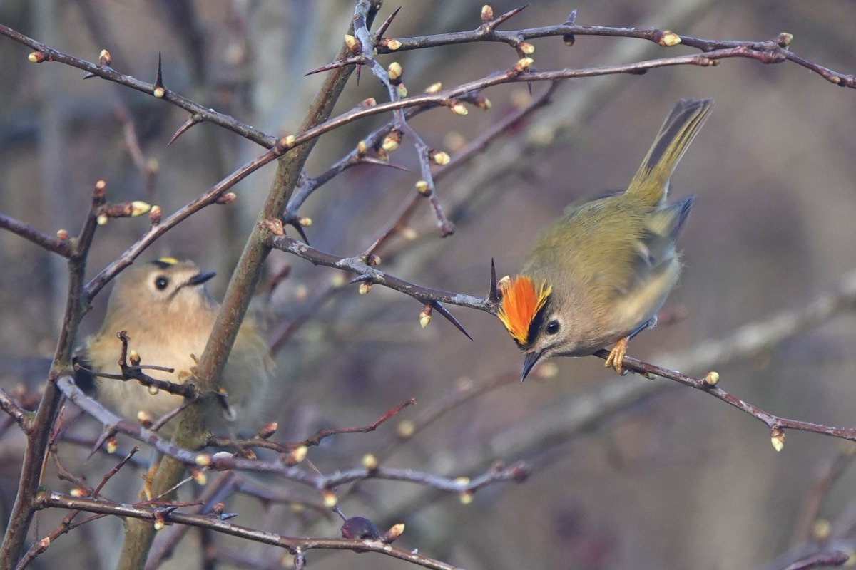 Rathlin Stickybeak tweet media