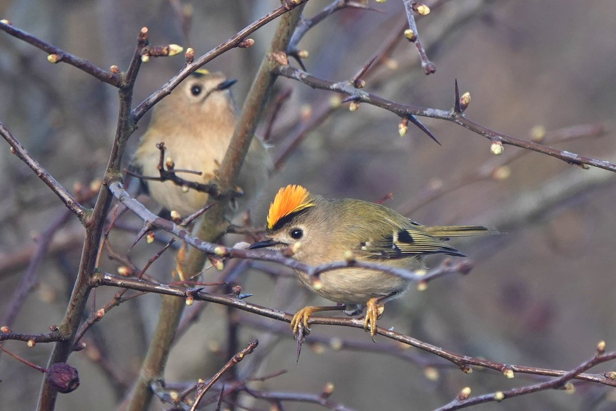 Rathlin Stickybeak tweet media