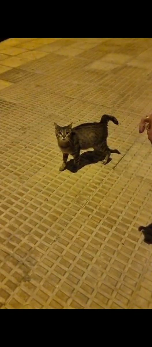 Me dan aviso de esta gatita no tendrá más del año y ya está la pobre preñada y en una zona súper peligrosa
Nos gustaría cogerla  pero necesitamos unos 150€ para castrar vacunar test...  si no sintiéndolo mucho no puedo asumir el gasto Cieza Murcia 

Bizum 655832744 preñada