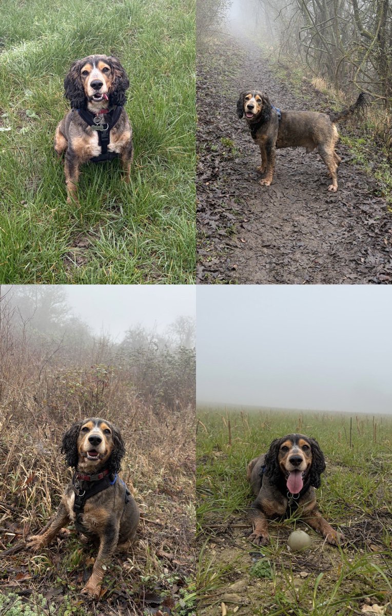 Reggie the Cocker 🐶 🐾👹 tweet media