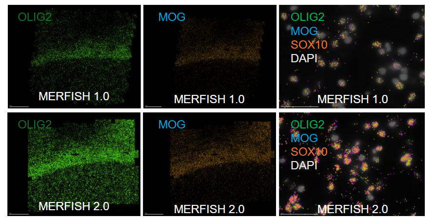 Volodymyr Nechyporuk-Zloy tweet media