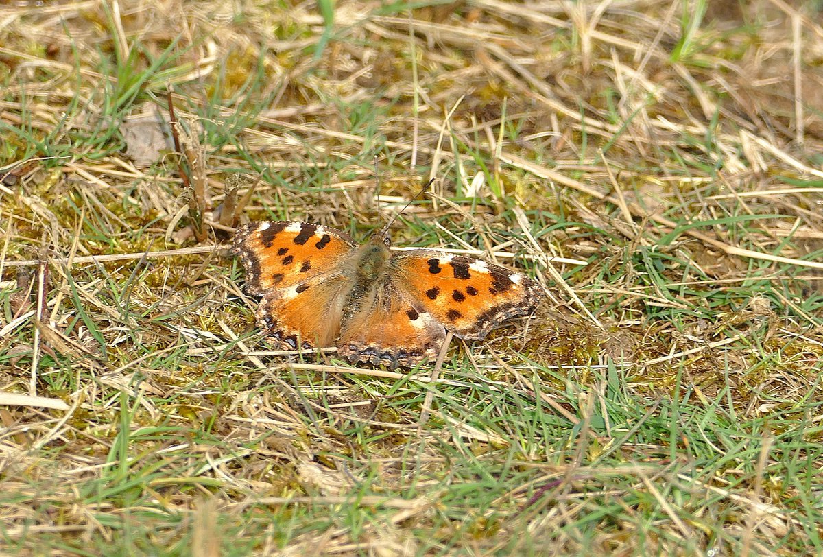 dave brown tweet media