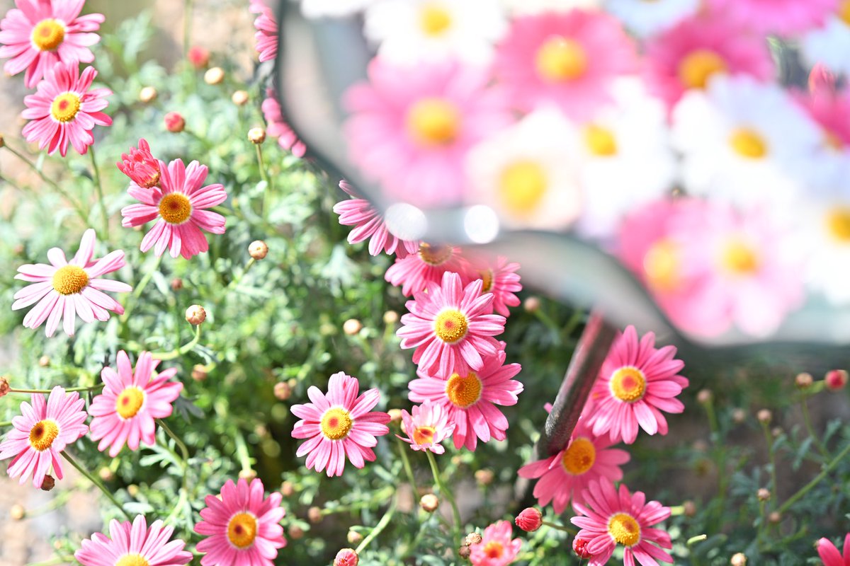 munbot_o_o's tweet photo. 可愛いお花たち🌸🌼

┈┈┈┈┈┈┈┈┈┈┈┈┈┈┈┈┈┈┈
・camera: #nikonzf 
・lens:  #nikkorz85mmf18s
・place:  #鈴鹿の森庭園 

#キリトリセカイ
#写真好きな人と繋がりたい
#ファインダー越しの私の世界
#Nikon https://t.co/IKvlCmYZNp