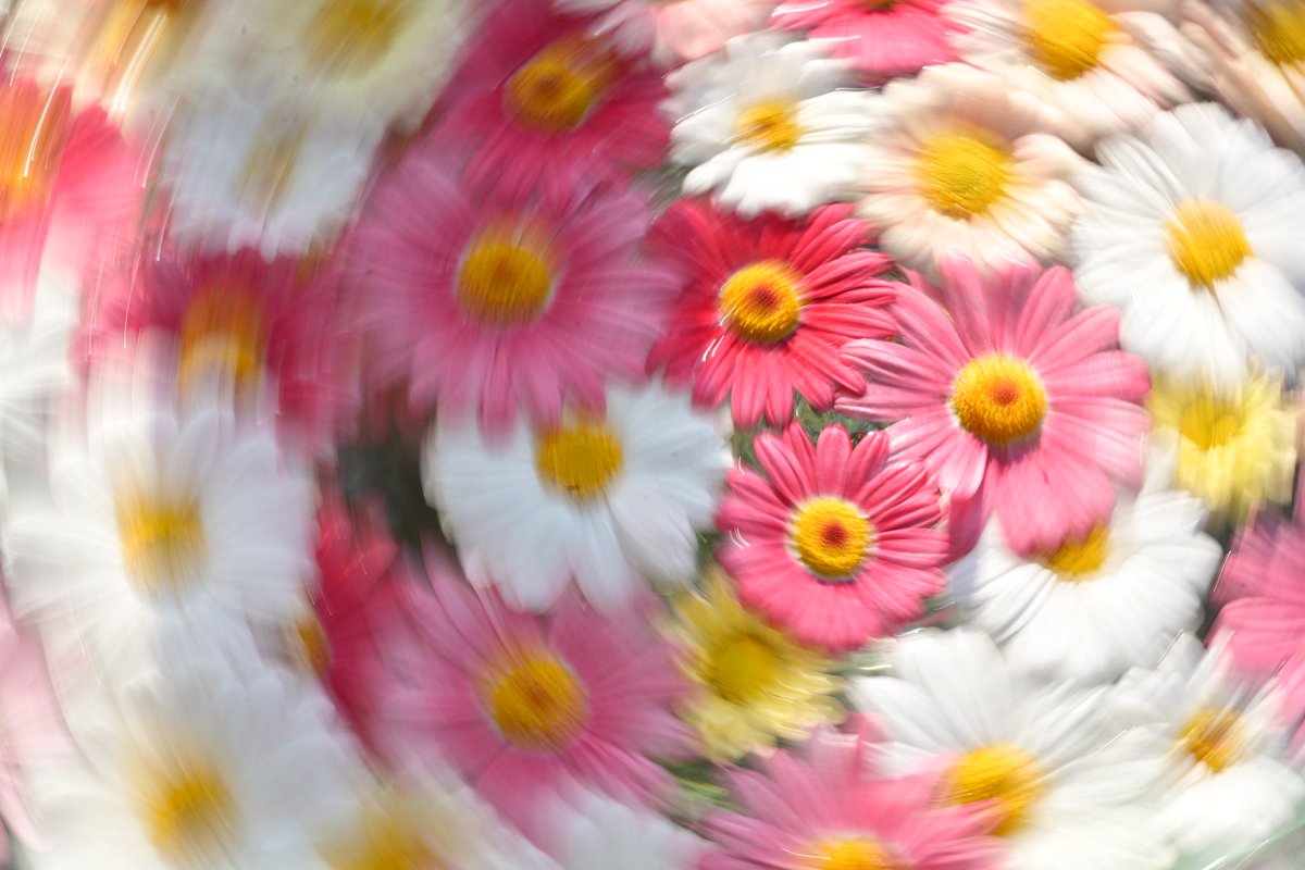 munbot_o_o's tweet photo. 可愛いお花たち🌸🌼

┈┈┈┈┈┈┈┈┈┈┈┈┈┈┈┈┈┈┈
・camera: #nikonzf 
・lens:  #nikkorz85mmf18s
・place:  #鈴鹿の森庭園 

#キリトリセカイ
#写真好きな人と繋がりたい
#ファインダー越しの私の世界
#Nikon https://t.co/IKvlCmYZNp
