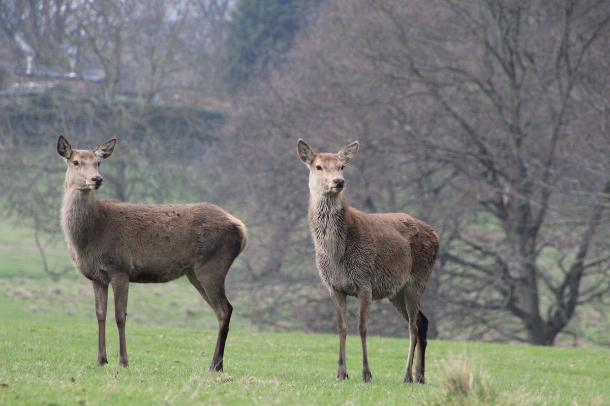 nicolahorner1's tweet photo. There is so much to see at Wentworth Castle Gardens, such a lovely place to go for a walk. https://t.co/VpsnVIsQUK