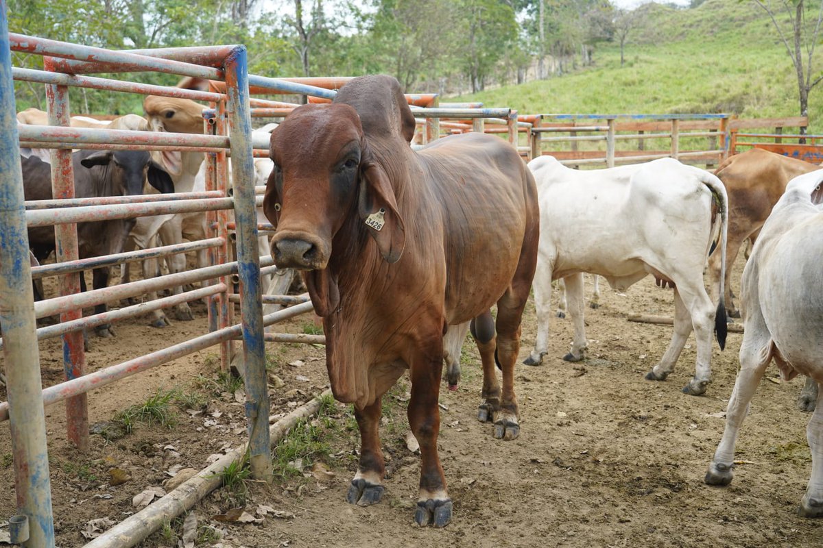 ISA Panamá tweet media