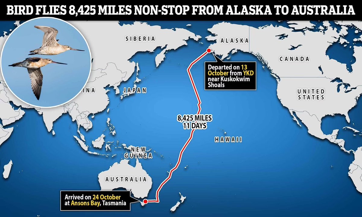 5 aylık bir çulluk kuşu Alaska'dan Avustralya'ya, 13.560 km mesafeyi hiç durmadan uçtu.

Şimdiye kadar kaydedilen en uzun kesintisiz uçuş olarak tarihe geçti.

Yiyecek, su veya dinlenme molası vermeden gerçekleşen uçuş 11 gün sürdü.