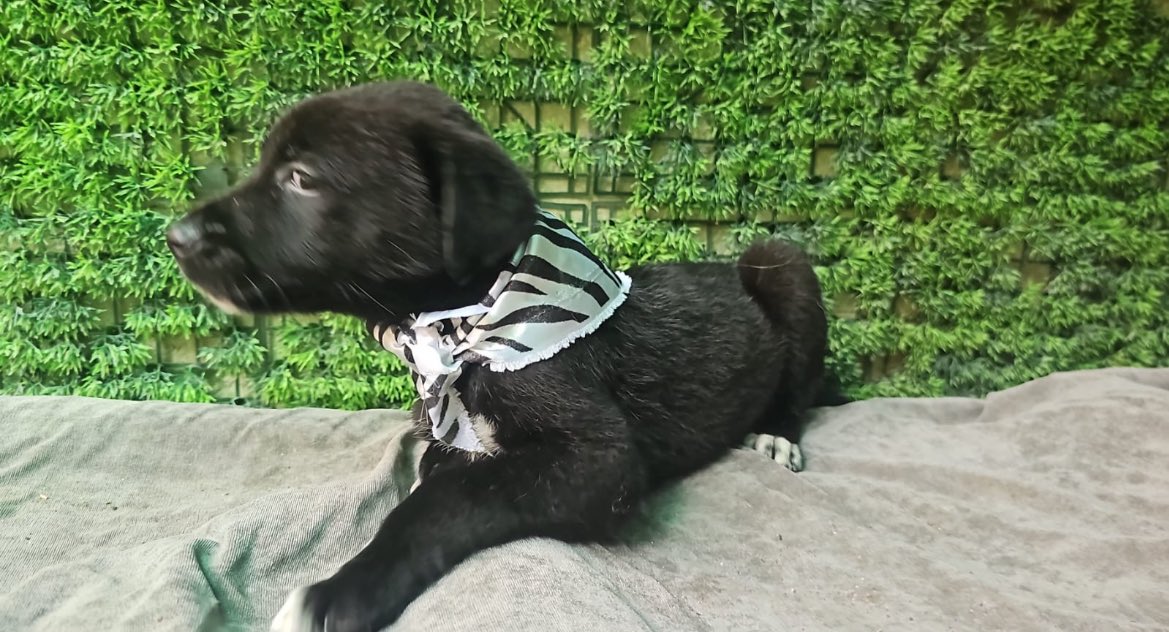 Acá la preciosa Morita en adopción, lista con su vacuna para irse a una casa preciosa en la Cdmx

¿Me ayudan a compartir, por favor?