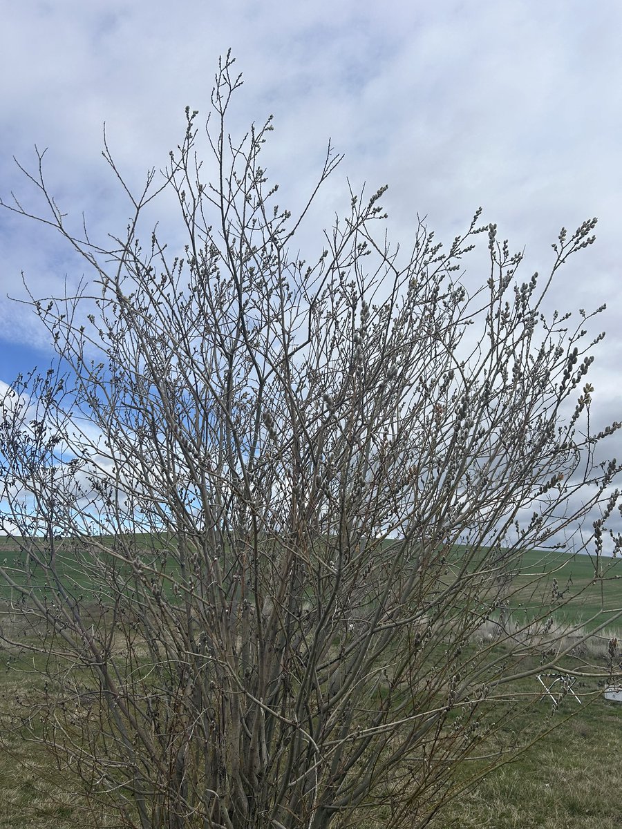 Malvin Jamison tweet media