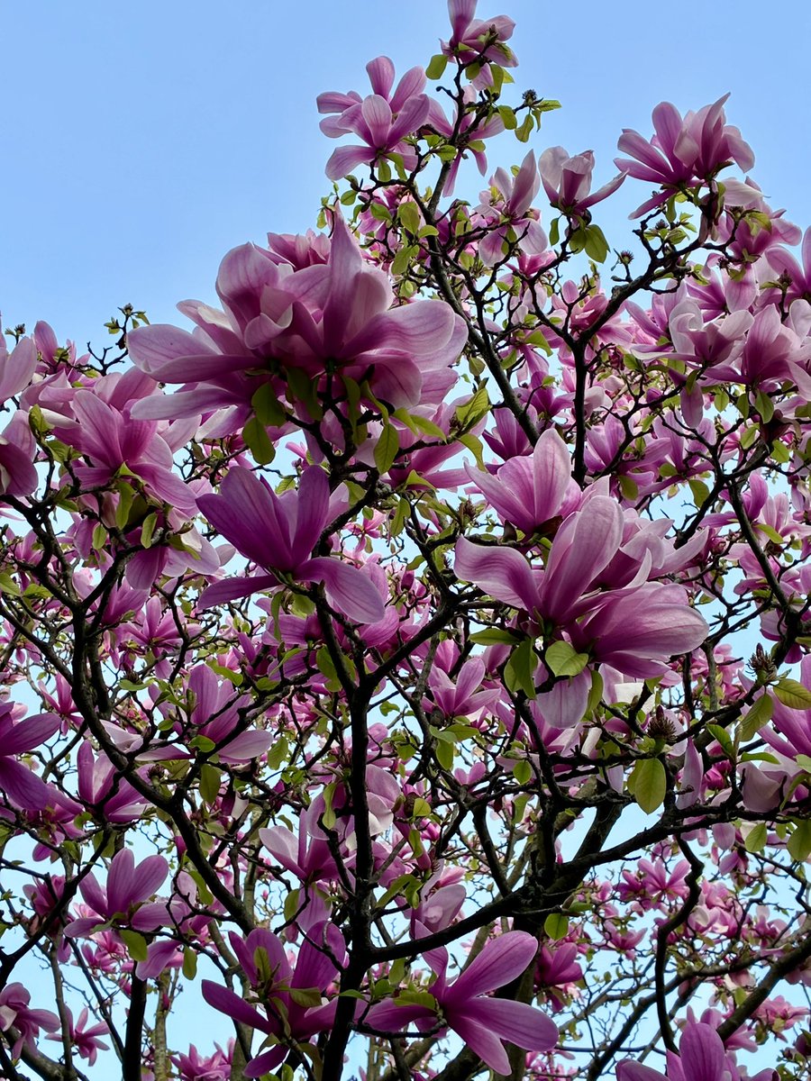 Conseil de Quartier Louvre Opéra tweet media