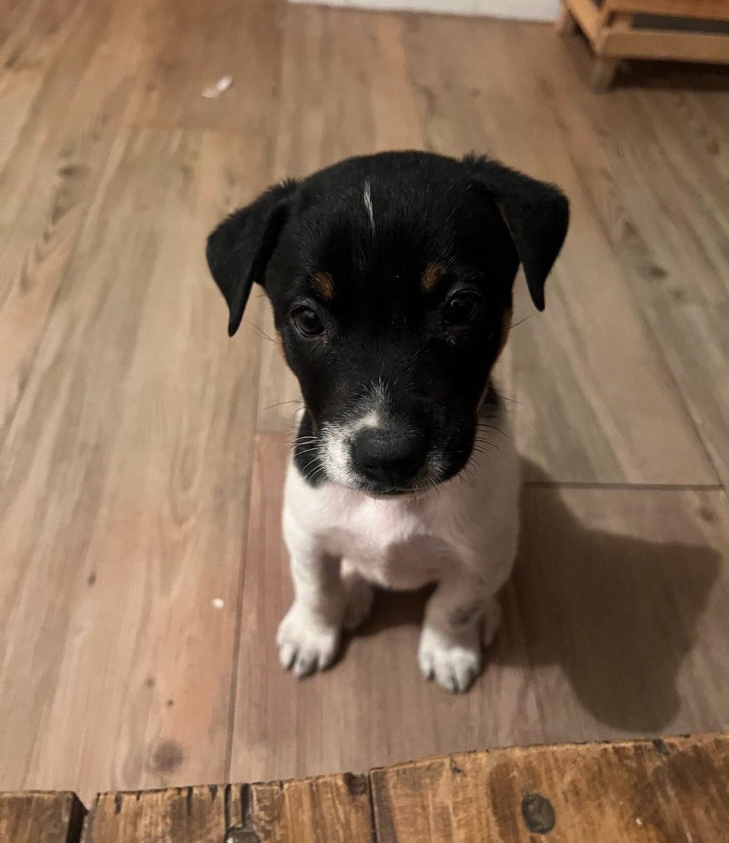 Tengo 6 cachorros preciosos y ya listos con su desparasitación y su primera vacuna listos para encontrar un hogar bonito en la Cdmx ¿me ayudan a difundir por fa? 🙏