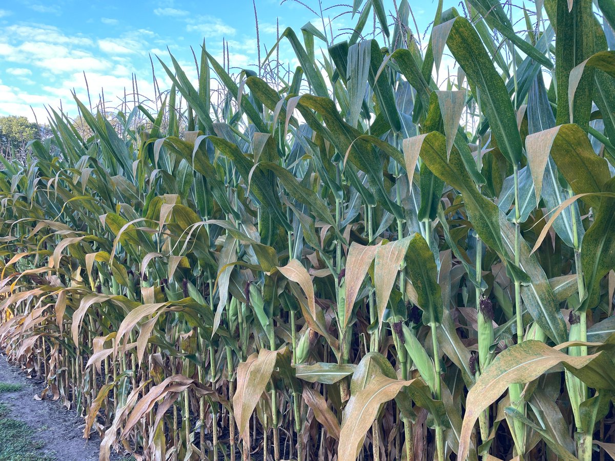 Crop Protection Network tweet media