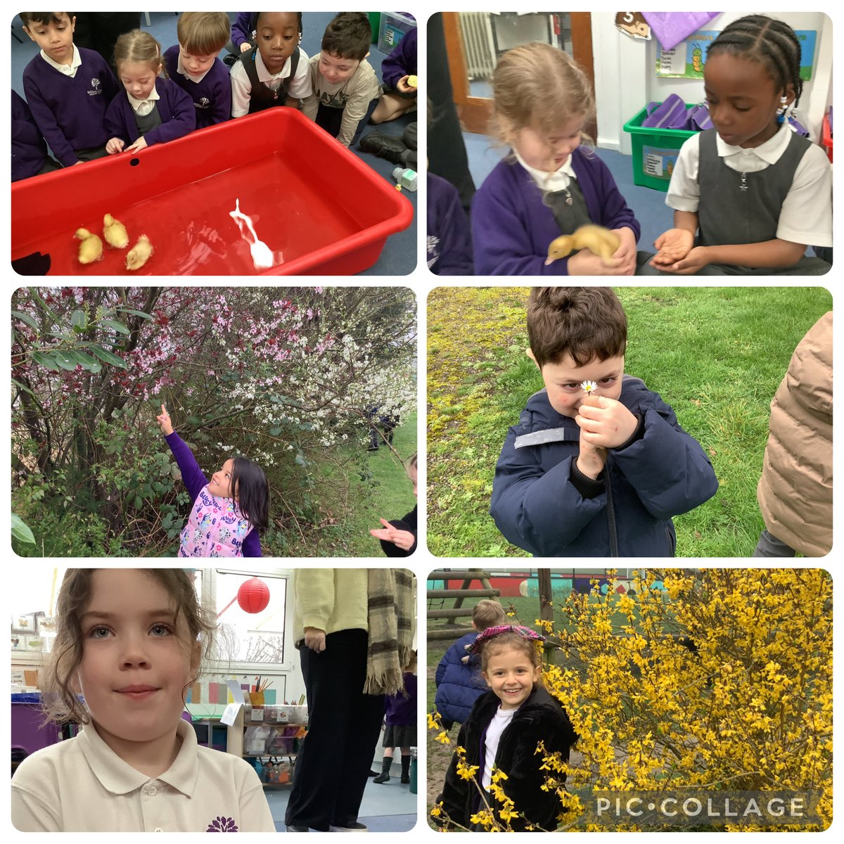 William Cobbett Primary School tweet media