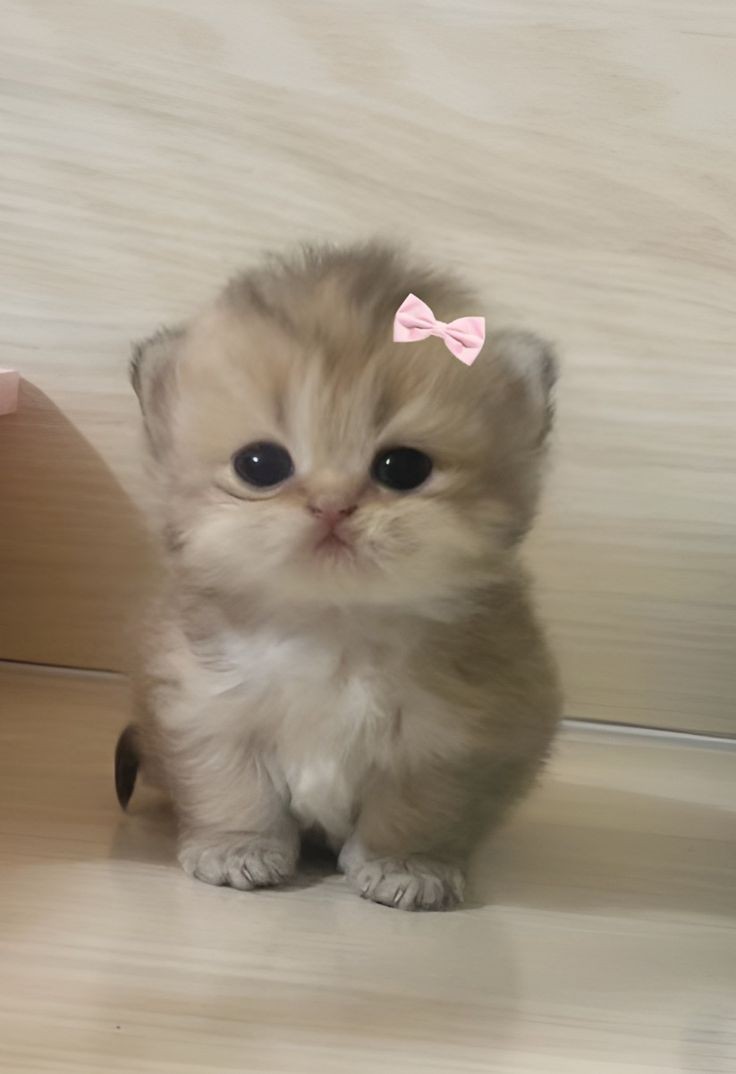 smol silly cat (@catsillyness) on Twitter photo 