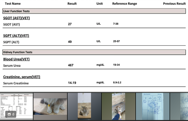 My friend Zinodo’s cat Loulia (8, Persian) was diagnosed with severe kidney failure on Feb 21. Her blood urea was 467 (normal 19–34), and one kidney isn’t functioning. She now needs lifelong medication and special food. Please help support her care:
patreon.com/zinodo98!