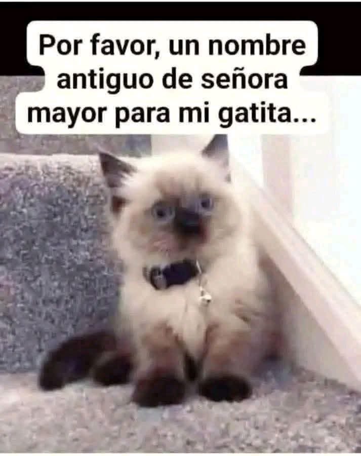Diego Royet tweet media