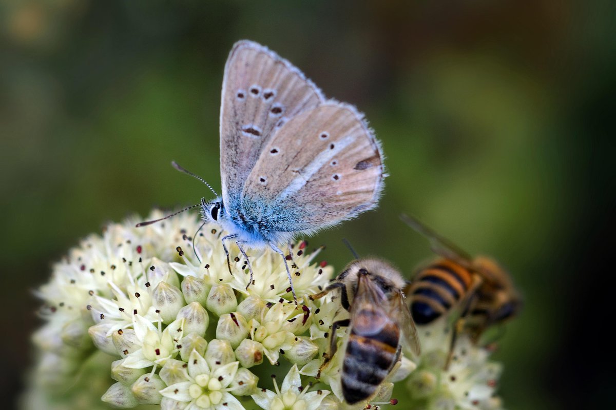 SilverBirchPres's tweet photo. "Alone at the Community Garden," poem by Karen Loeb (BUGS & INSECTS Series): https://t.co/SKiFthue9b
#poetry #poems #WisconsinPoets #gardens #gardening #communitygardens #pollinators https://t.co/DwbrNXDj9y