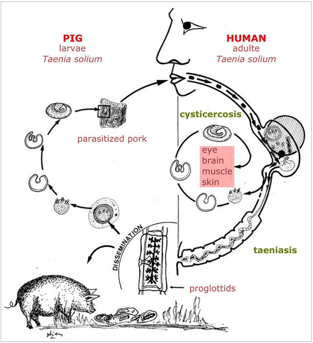 Parasite - The Journal tweet media