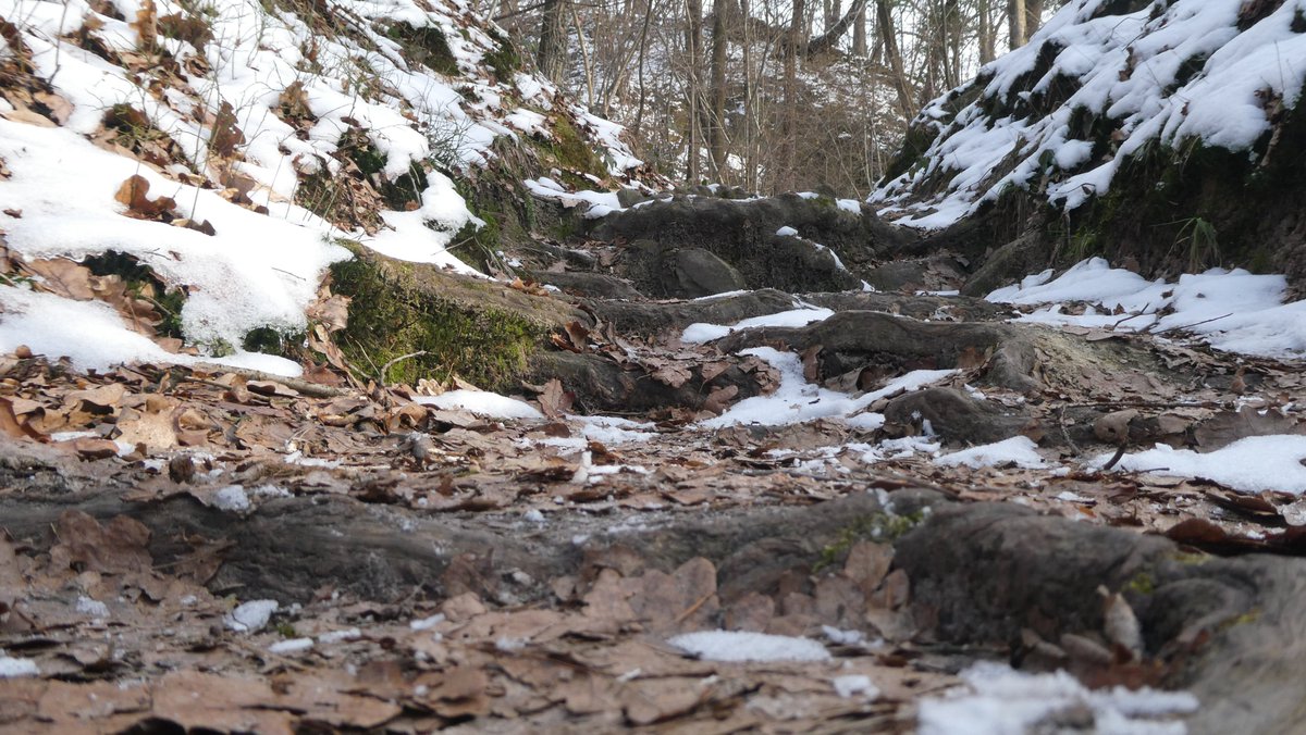 IceView_Nine's tweet image. Few #photo from my trip. Part 11            

Little walk on a #trail from my trip week ago.                    

Share, like and comment.          
Follow for more.          
Thank you for visiting.                    

#nature #forest #photography