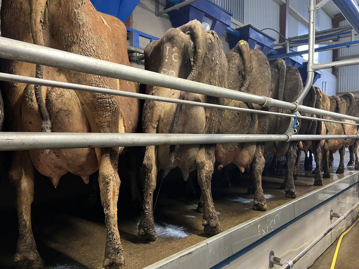 sprinkles785's tweet image. Giddy up 💪🏻…#OAD