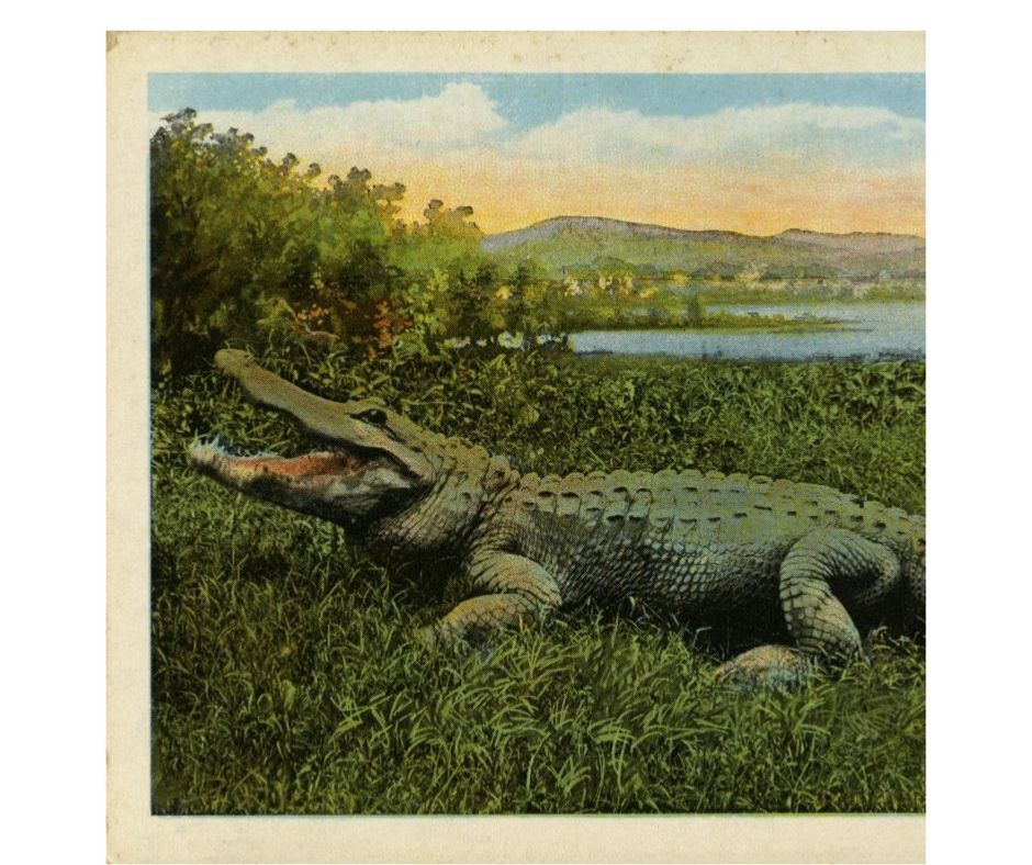 Florida Department of State tweet media