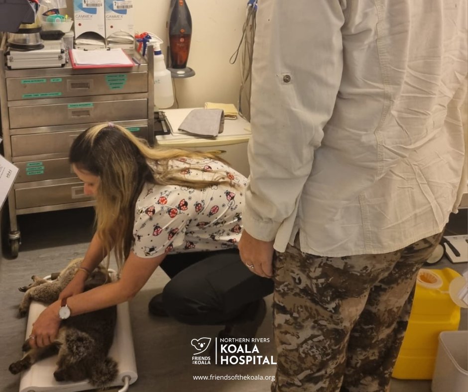 Friendsofthekoala tweet media