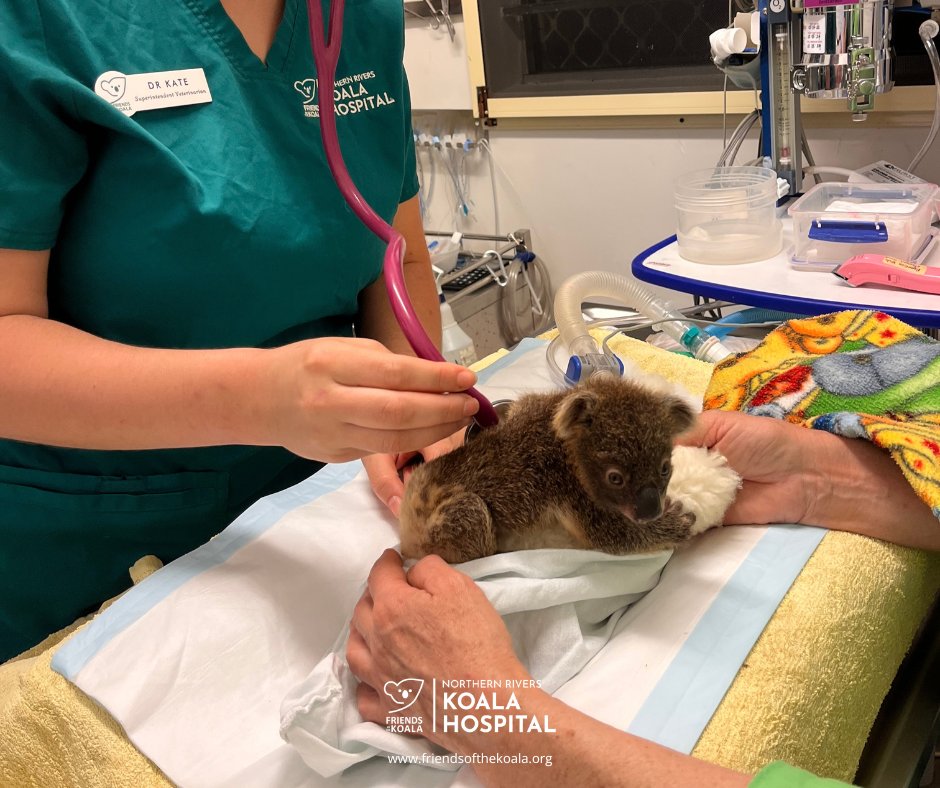 Friendsofthekoala tweet media