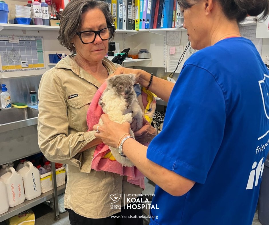 Friendsofthekoala tweet media