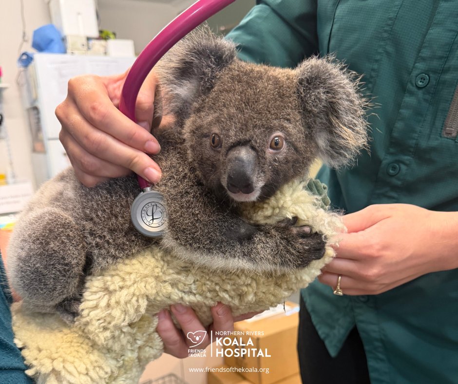 Friendsofthekoala tweet media