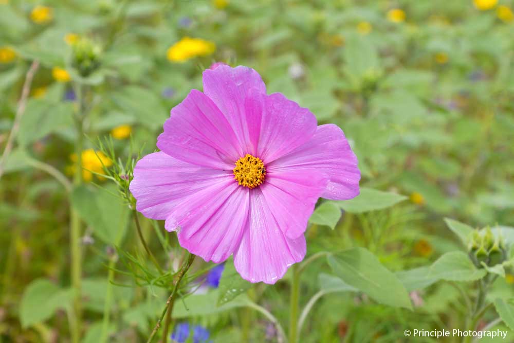 Ian Dunn tweet media