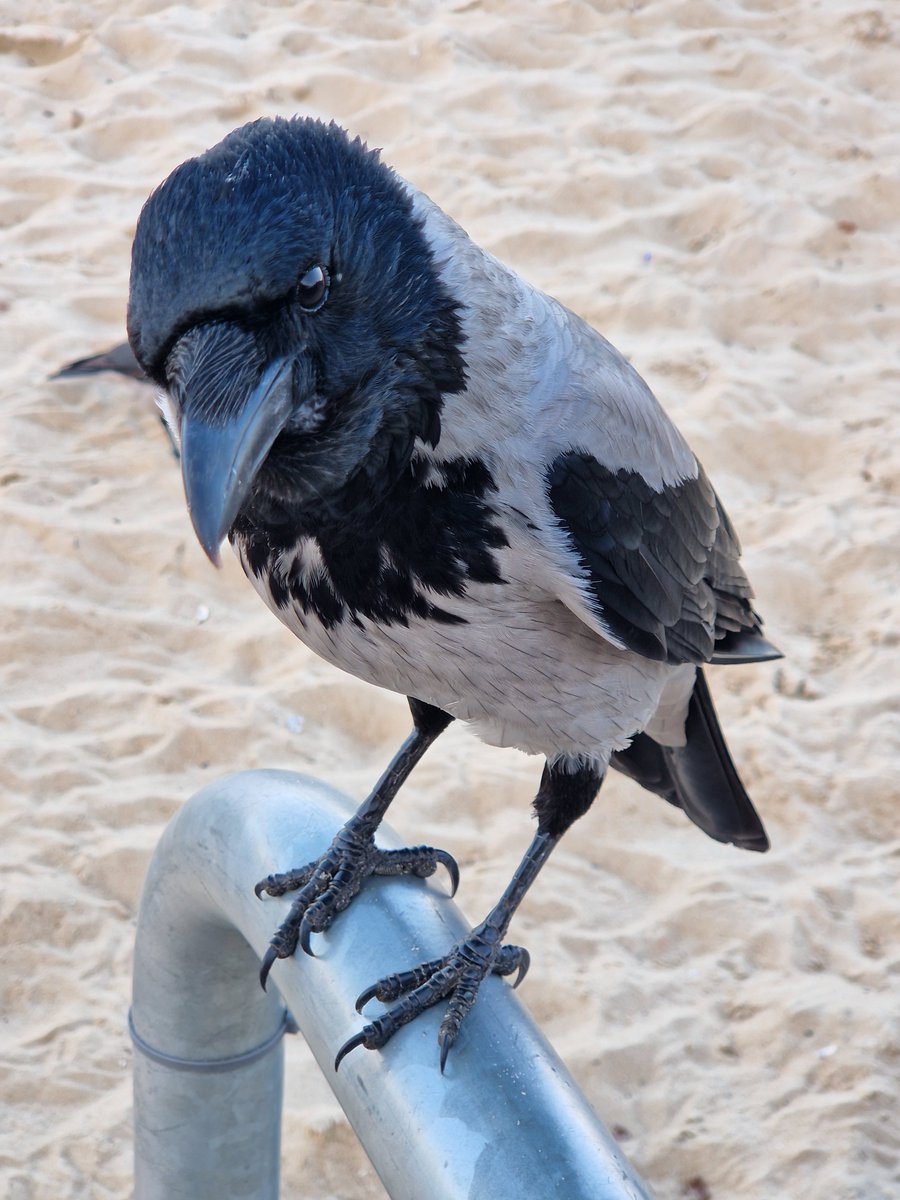 WronekTheCrow's tweet photo. A photo shoot at the favorite feeding spot 🐦‍⬛📸😏😌🤨☺️ https://t.co/RG6hpZsdLS