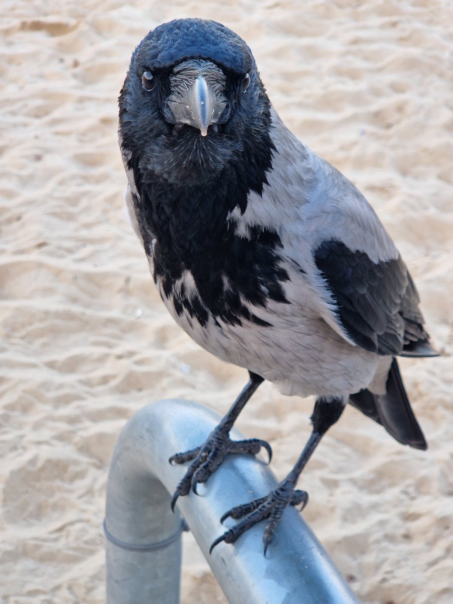 WronekTheCrow's tweet photo. A photo shoot at the favorite feeding spot 🐦‍⬛📸😏😌🤨☺️ https://t.co/RG6hpZsdLS