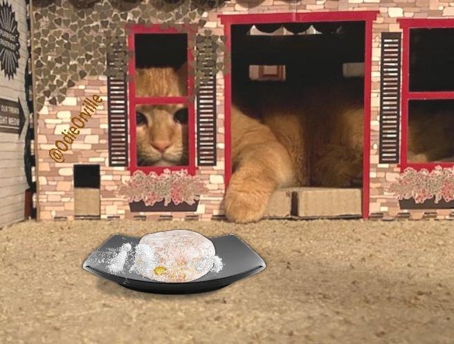 THE Odie Bob Orville 😺 tweet media