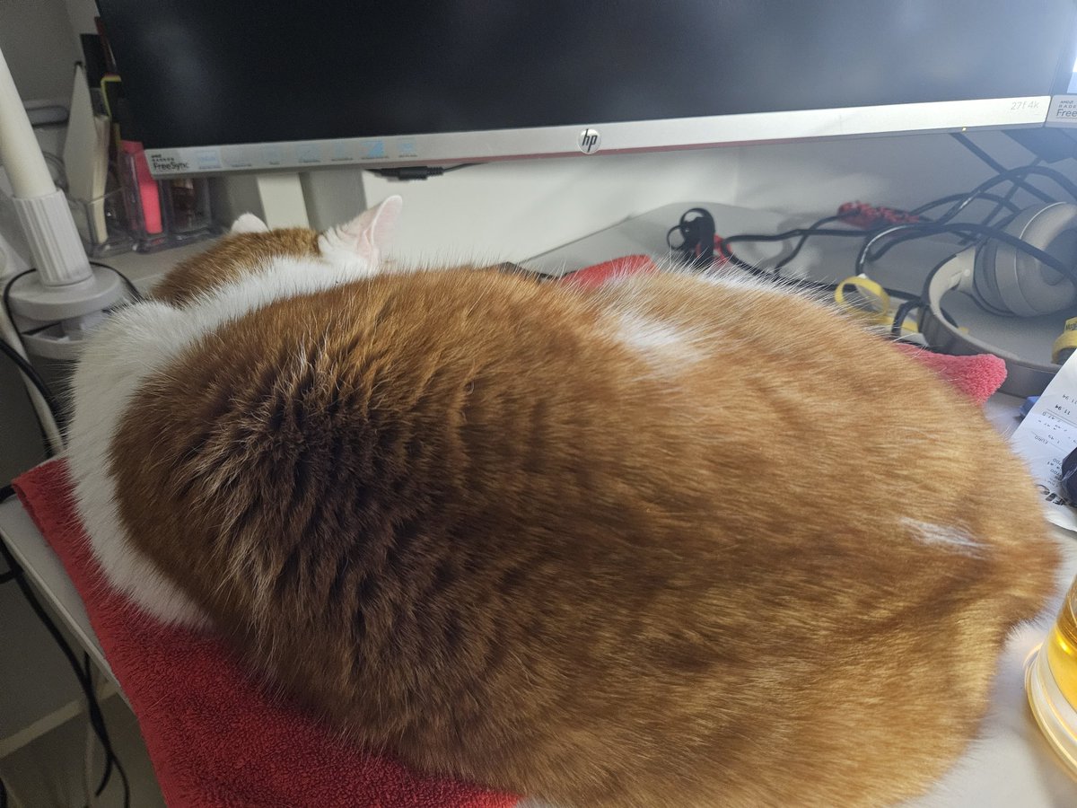 Frau Predi tweet media