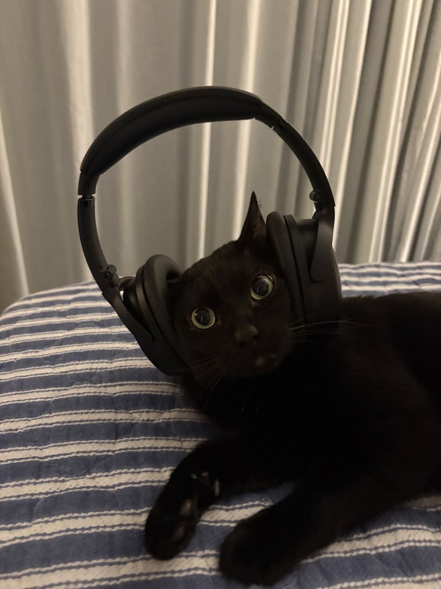 Black cats are not bad luck tweet media