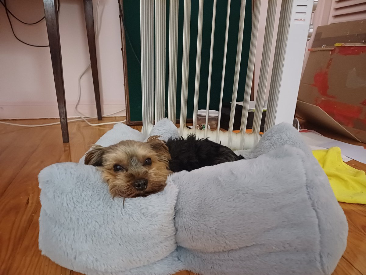 O Piqui no seu próprio sofá  :')