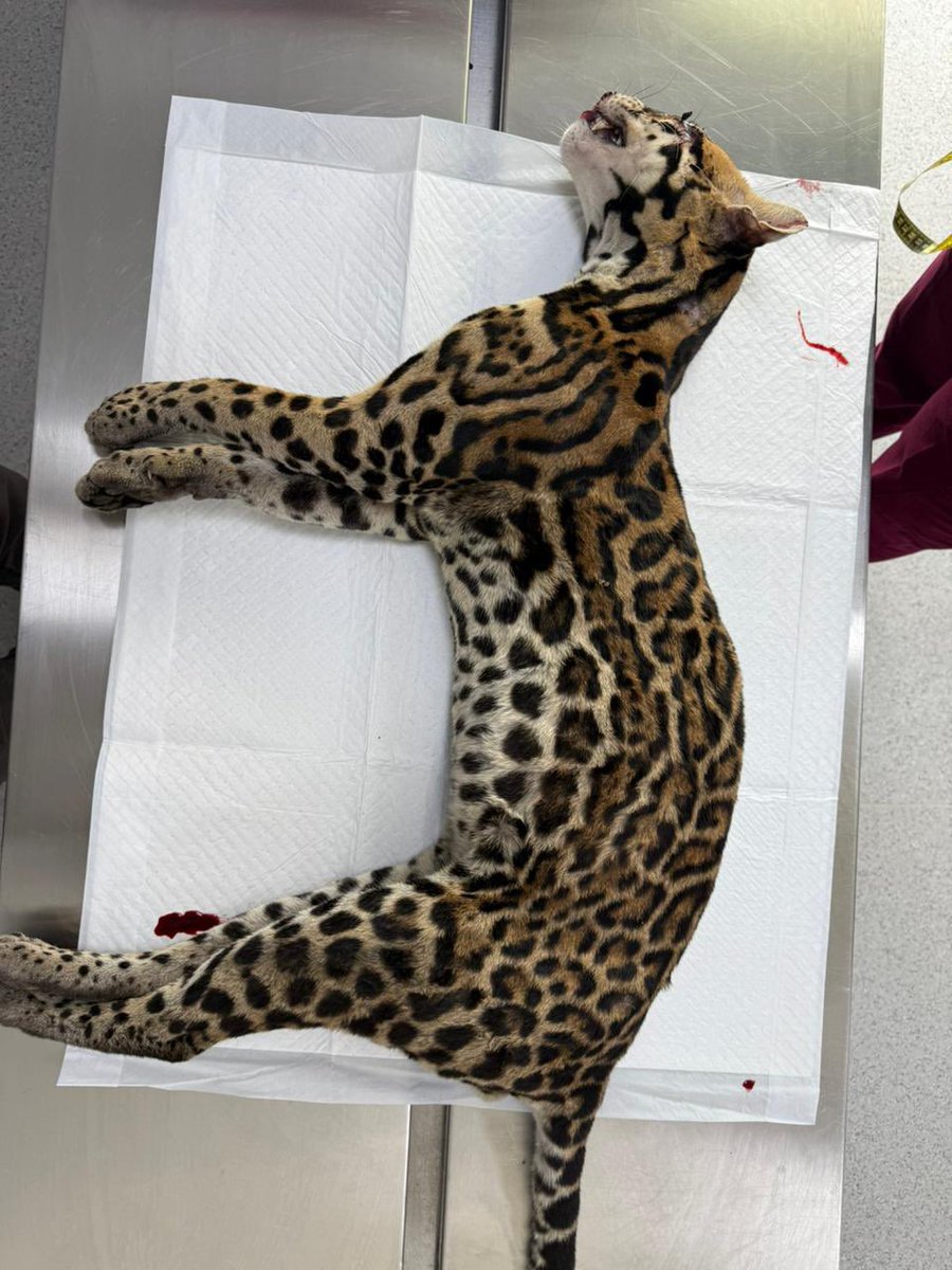 Ministerio de Ambiente de Panamá tweet media