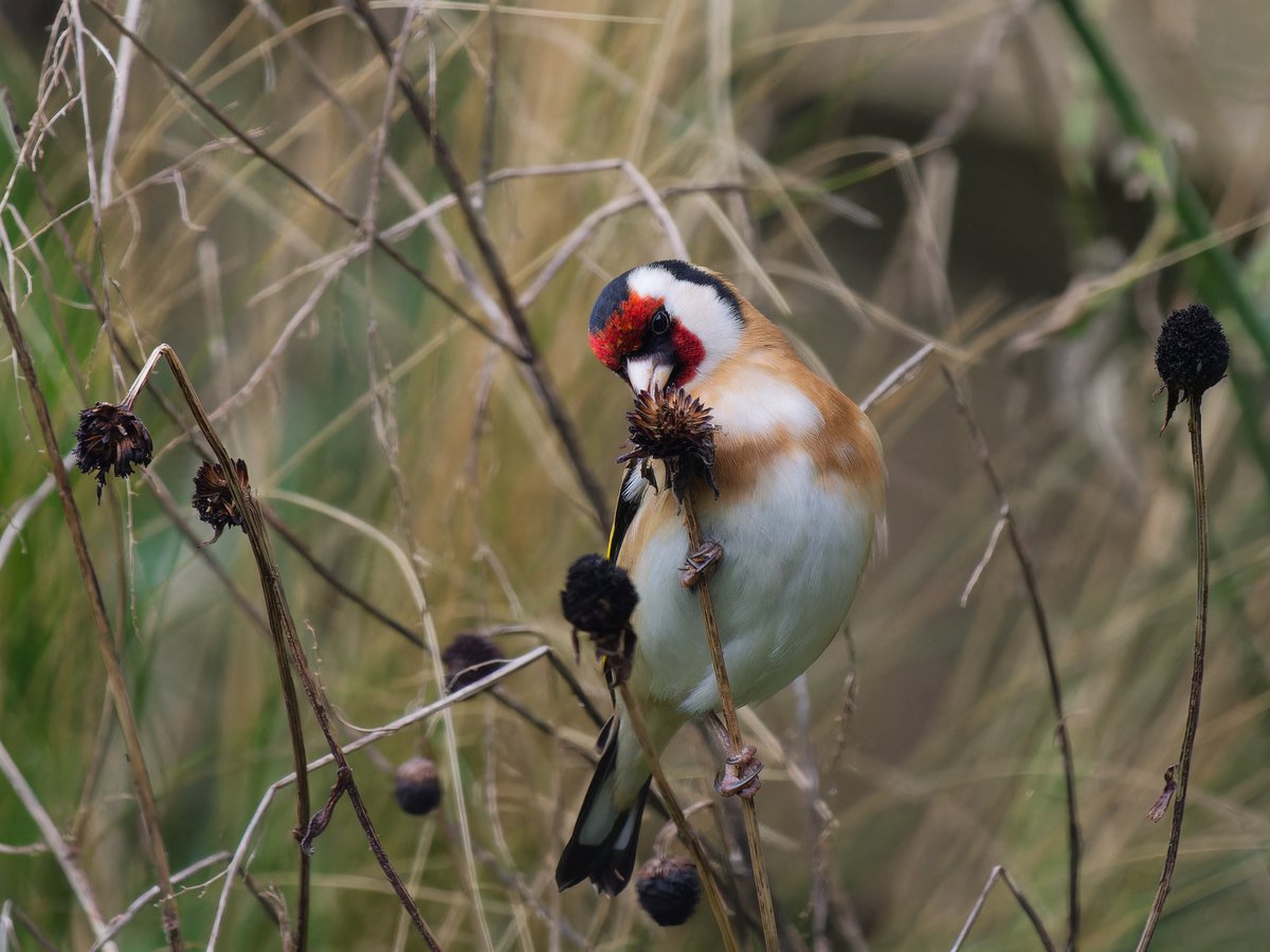 Michael Sanders tweet media