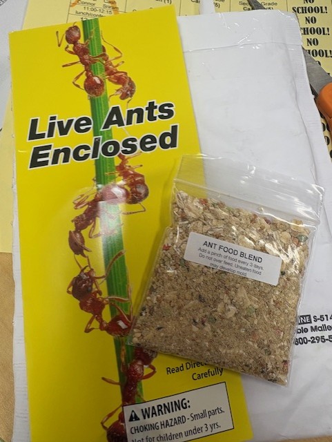 timmyGTI's tweet photo. Kinder &amp; 1st @WGESdragons are going to learn about ants this spring! #TPSPTimmy #TPSP #realworldlearning #authentictechnologyuse https://t.co/Hc7eQEF1j9