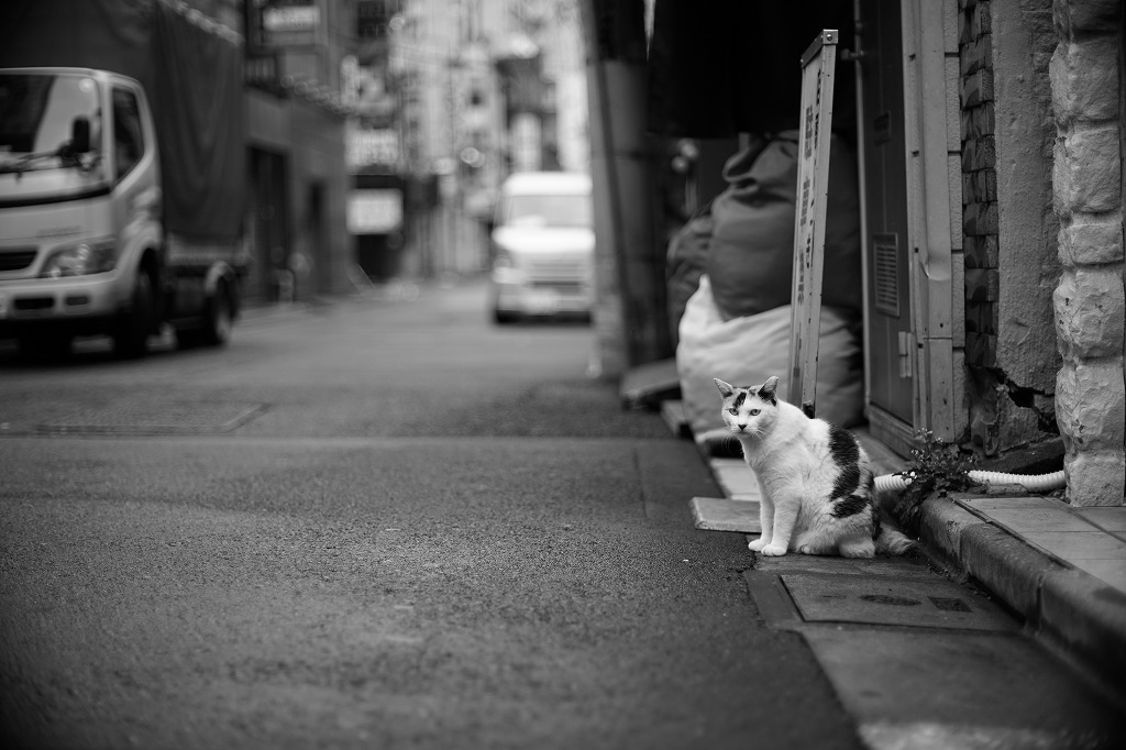 イツカノドコカ tweet media