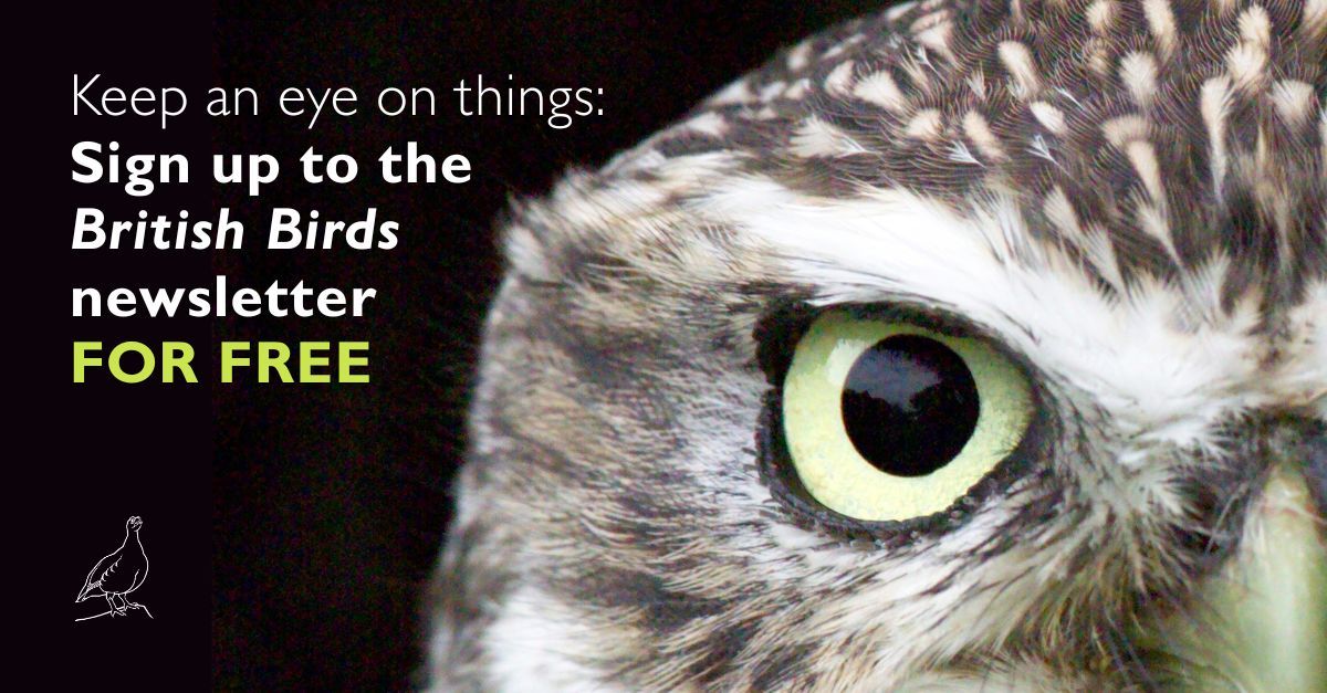 British Birds tweet media