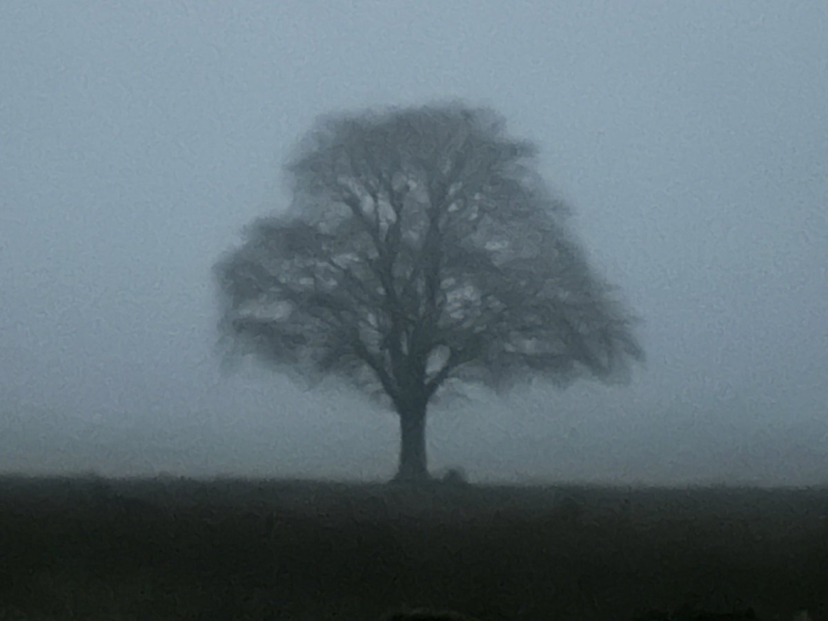 Country Dervish tweet media