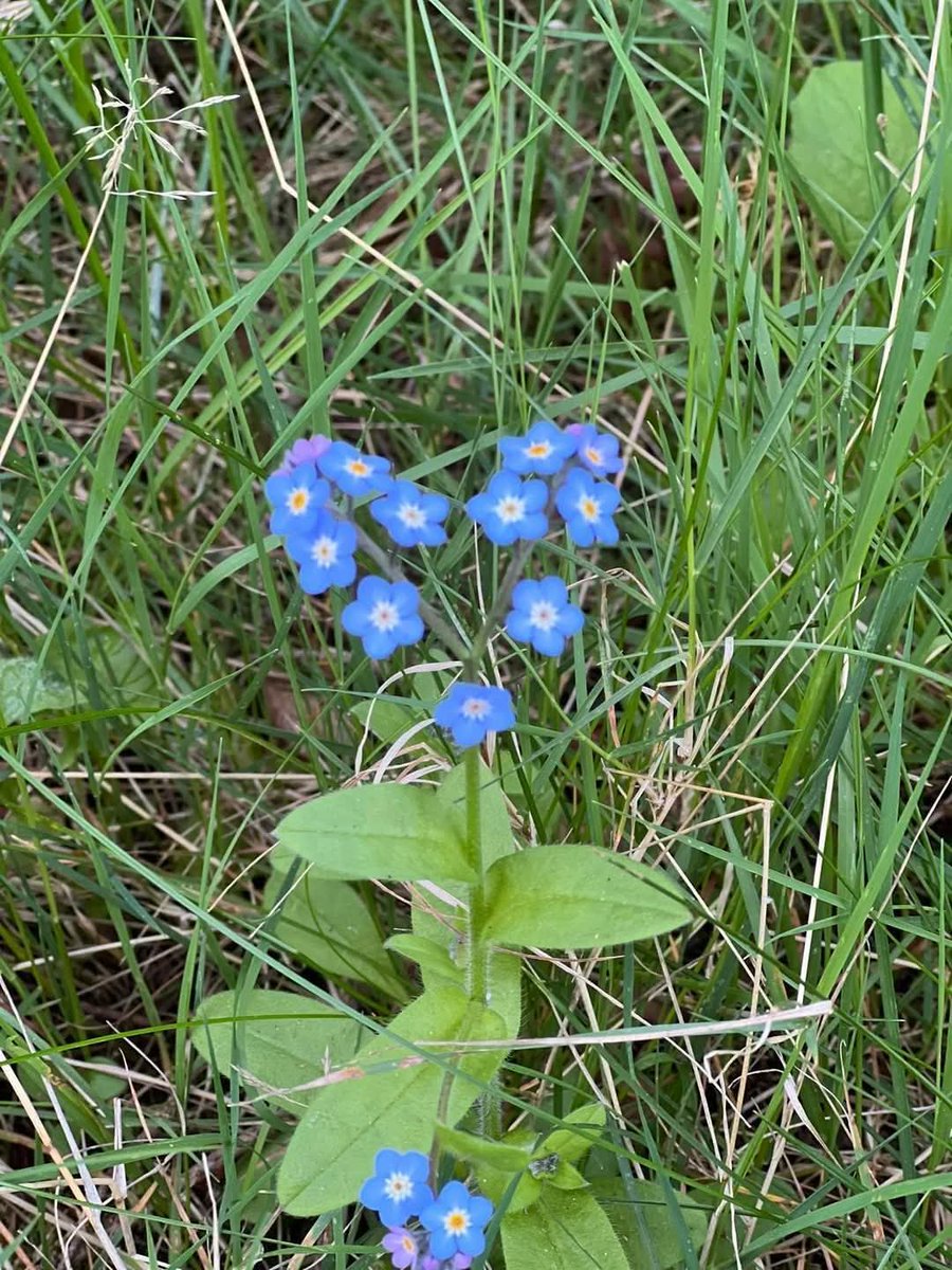 ms_tattsyrup's tweet image. ##smallbeautieshour #becauseofClem #threadofgold