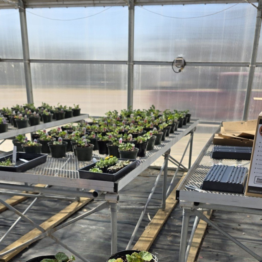 Franklin Flyers tweet media