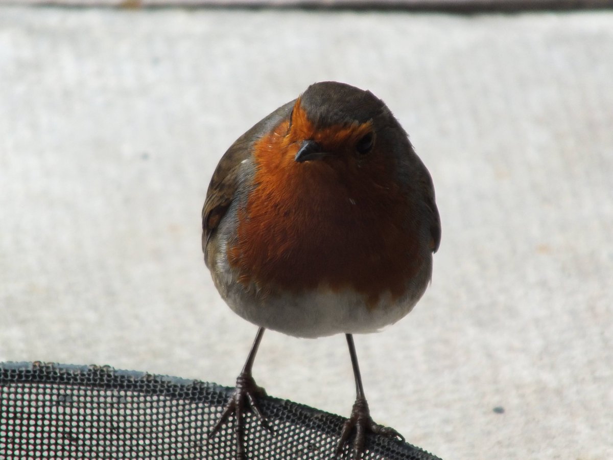 helendrinkstea's tweet image. Evening all. Clyde the Robin pictured after a hearty meal 🪱❤️ #SmallBeautiesHour #BecauseofClem #ThreadofGold #RubbishBirdPics