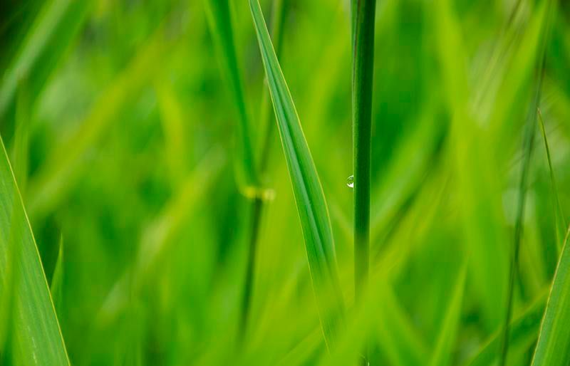 Lake Grass Raindrop 2

peloblanco-photo.pixels.com/featured/lake-… 

#TrendingNow #TrendAlert #ViralContent #XTrends #WhatsHappening #NowTrending #love #Photography #photooftheday #Photographer #instagood #art #goals #hustlehard #motivation #inspiration #DailyInspiration #KeepPushing #PositiveVibes