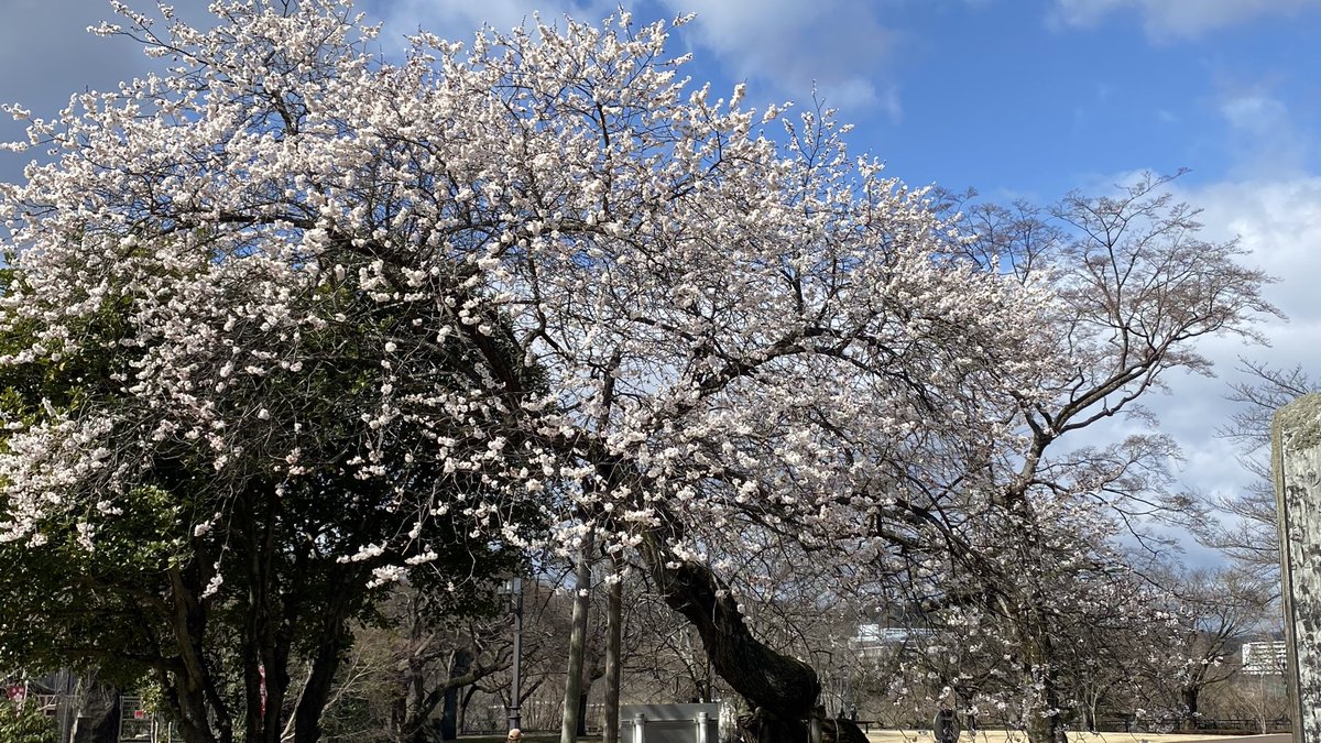 おはようございます😃

昨日は久しぶりに正宗くんの騎馬像を見に行きました。
昨年からの熊騒動で家族からの反対する声に逆らえず昨日やっとウォーキングで登りました🚶‍♀️

途中西公園やスケート場跡で春を感じる事が出来ました。

今日秋田に帰ります。