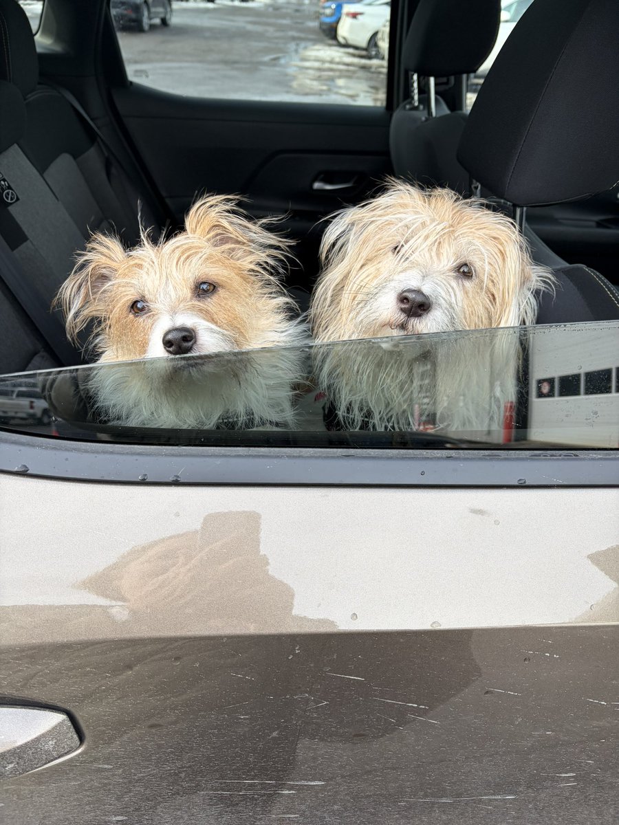 RiverLtMissOtis's tweet photo. Guess who learned to open car windows. I’ve now learned how to use childproof locks.
#ottawadogs
#dogsofx
#dogsandcars
#fluffydogs
#russellterriers https://t.co/nLW330831A