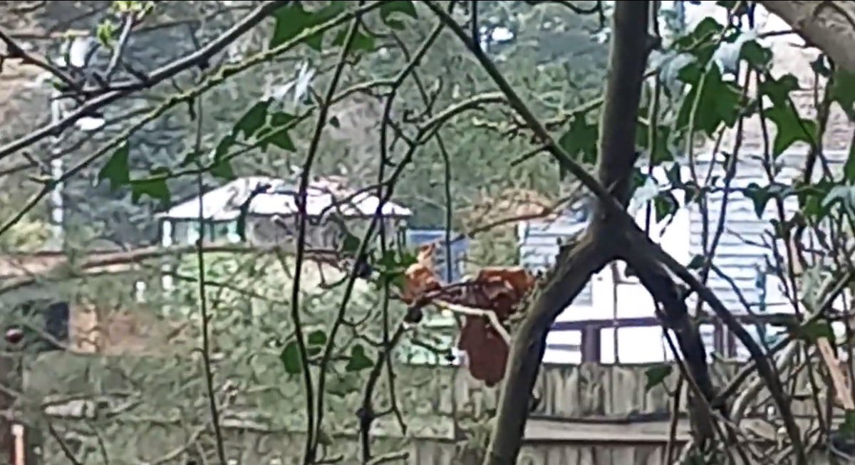 Thorpe Guide 🎢🗺️ tweet media