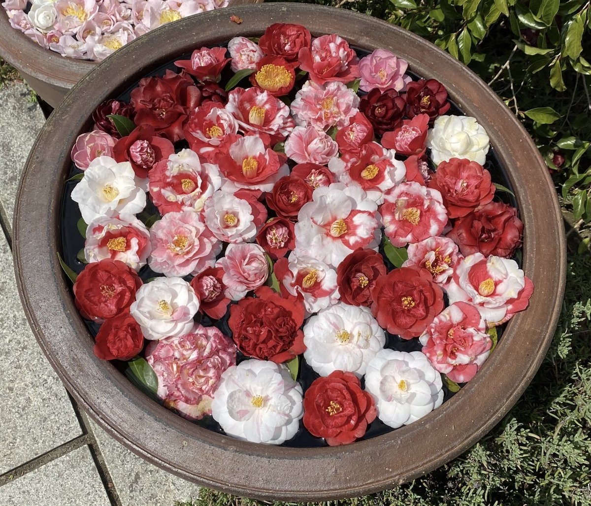 LoveFlower_hnk's tweet photo. 椿の花手水 https://t.co/Uwe2cimurn